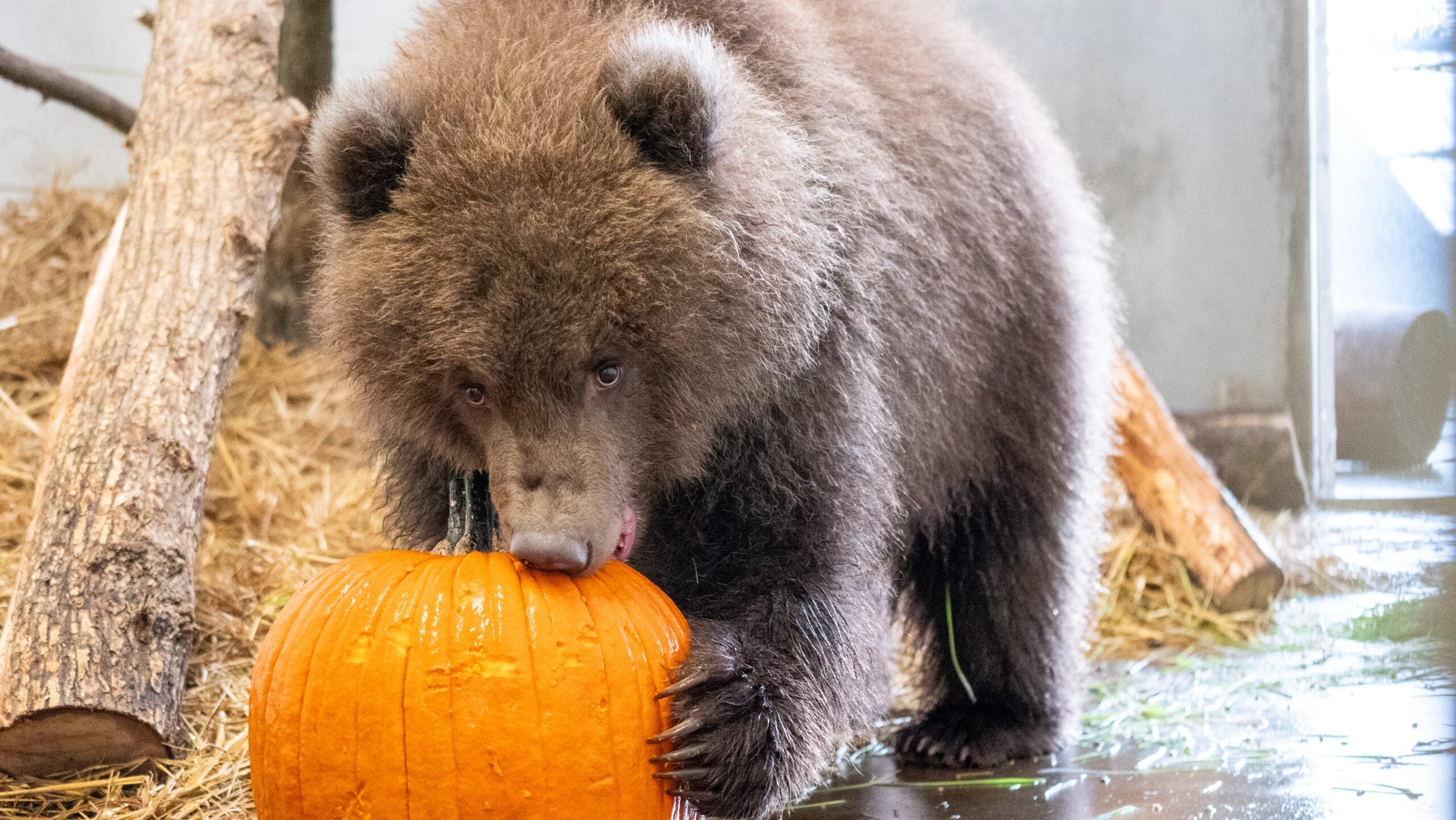 Minnesota Zoo welcomes 3 orphaned brown bear cubs rescued from Alaska — KSTP 5 — Gopher